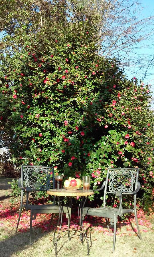 Fruits Of Vienna B&B エクステリア 写真